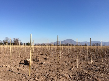 No vines in sight, as a new plantation cycle had been recently started