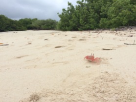 A shy crab runs back to its hole at 'Tortuga Bay'