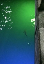 At night, blacktip reef sharks are attracted by Puerto Ayora's pier lights