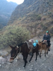 The mules brought back a few hikers that struggled with the altitude