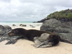 Sea lion playing its favorite sport (sleeping...), at 'Playa Puerto Chino' in San Cristobal