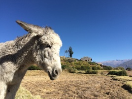 A pensive donkey at the top of the Colca Canyon