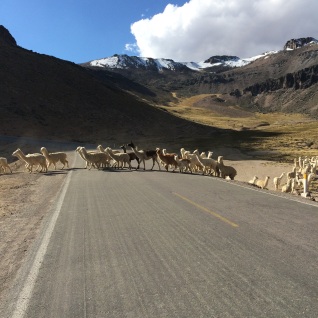 Llamas (the larger ones) and alpacas crossing the road. Alpaca wool has 22 natural colors, but white is the most sought out