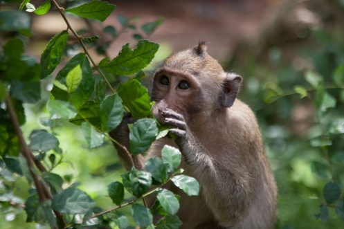 Cheeky monkey!