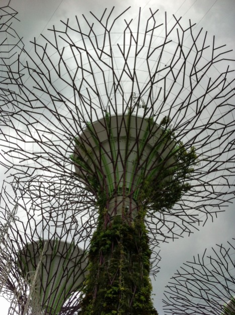 Here's a picture of one of those "super trees" seen from below (photo credits: Ricardo Trindade)
