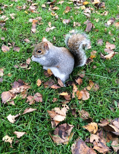 An obese squirrel at St. James' Park, London, UK (4.15mm, 1/120s, f2.2, ISO 50, iPhone)