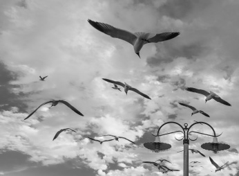 Seagulls at Kemah Boardwalk, Houston (16mm, 1/420s, f7.1, ISO 200)