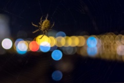 A plague of spiders at Štefánikův bridge, Prague (16mm, 1/60s, f1.4, ISO 5000)