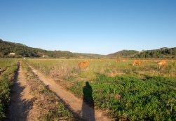 Cows near Odeceixe, Portugal (16mm, 1/420s, f6.4, ISO 200)