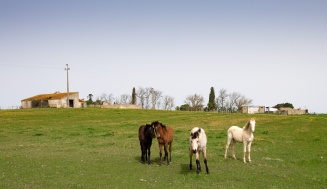 Curious horses near Pegões, Portugal (16mm, f7.1, 1/350s, ISO 200)