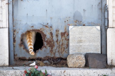 Curious cat, Prazeres Cemetery, Lisbon, Portugal (116mm, f5.6, 1/50s, ISO 200, PPL1-Corrected)