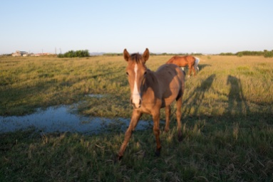 Before: Young horse at Almograve, Portugal (16mm, 1/140s, f5.6, ISO 200, PPL0-Raw)
