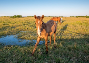 After: Young horse at Almograve, Portugal (16mm, 1/140s, f5.6, ISO 200, PPL3-Altered)