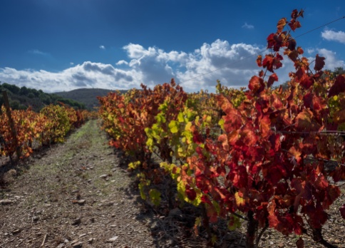 Vineyard near Barão de São João, Algarve, Portugal (16mm, f8, 1/420s, ISO 200, PPL1-Corrected)