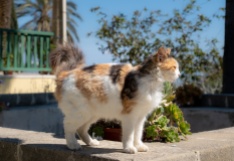 Care-free cat at the Hala Sultan Tekke Mosque, Larnaca Salt Lake, Cyprus (45mm, f5.6, 1/800s, ISO 200, PPL1-Corrected)
