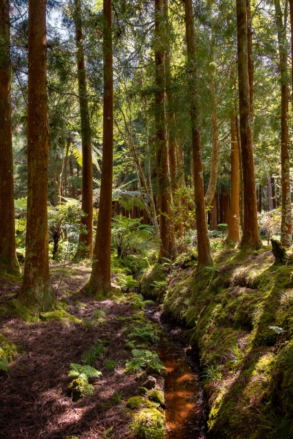 Parque Florestal das Sete Fontes, São Jorge, Azores, Portugal (2-picture composite, 18mm, f4.5, 1/180s, ISO 200, PPL2-Enhanced)